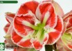 hippeastrum Samba ® (2)